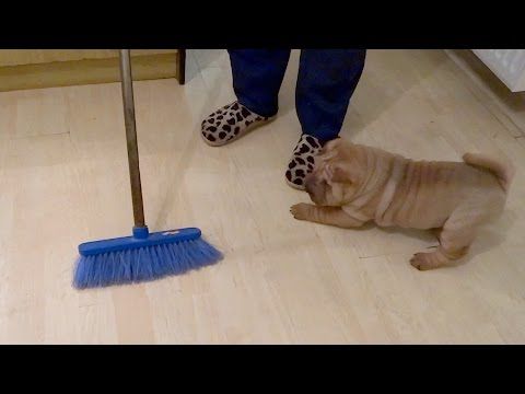 Shar Pei Puppies Vs The Broom Of Doom Youtube Shar Pei Puppies