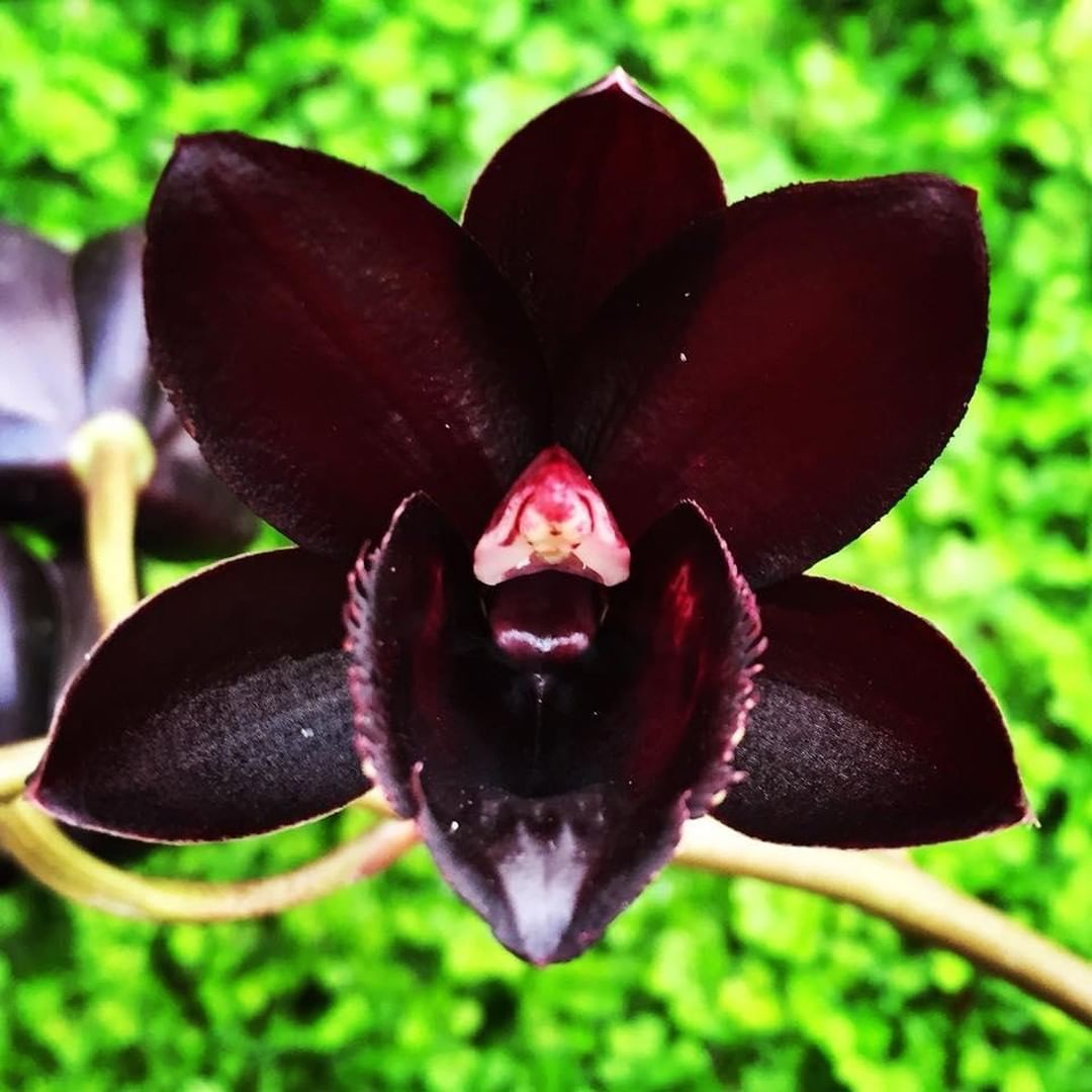 Fredclarkeara After Dark ‘SVO Black Pearl’ FCC/AOS kindly
