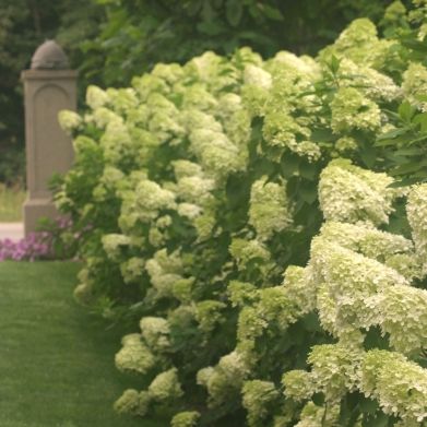 Lime Light Hydrangea New 2006 Spring Meadows Nursery Hot Sun All Lime Light Hydrangea New 2006 Spring Meadows Nursery Hot Sun All Day