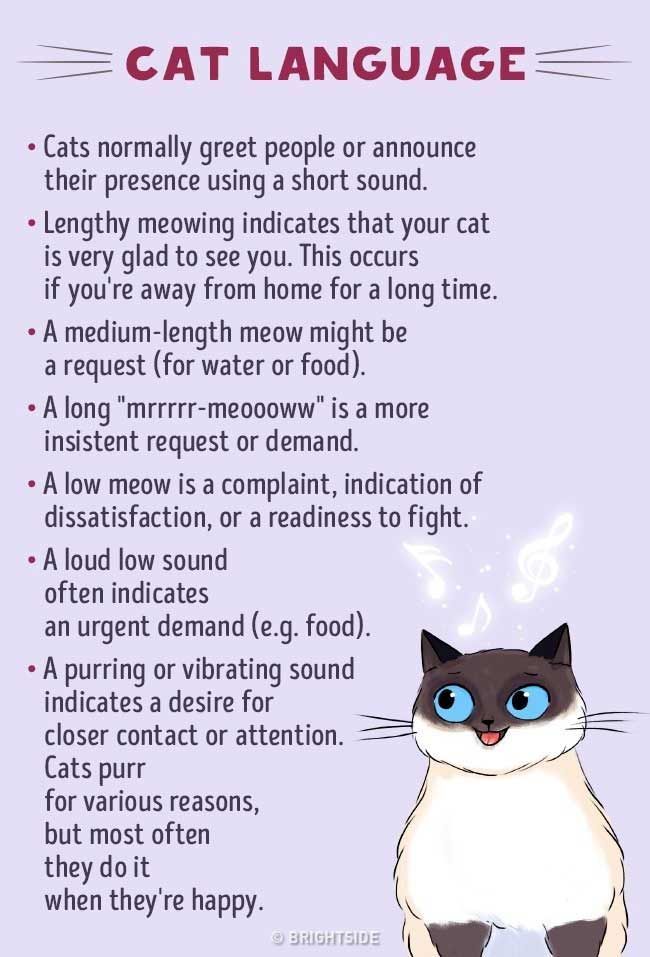 Cats have their own language, and if you manage to learn it you will be