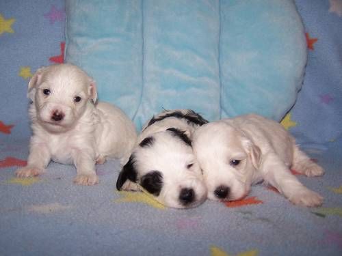 Maltipoo Dogs Cute Cute Animals Puppies Dogs