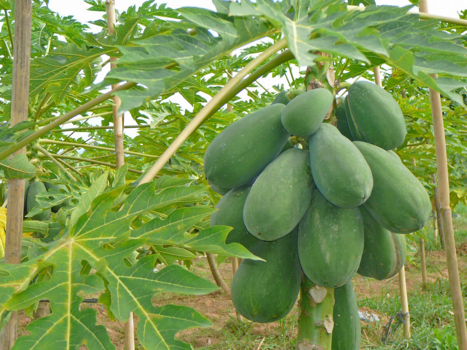 Papaya plant care