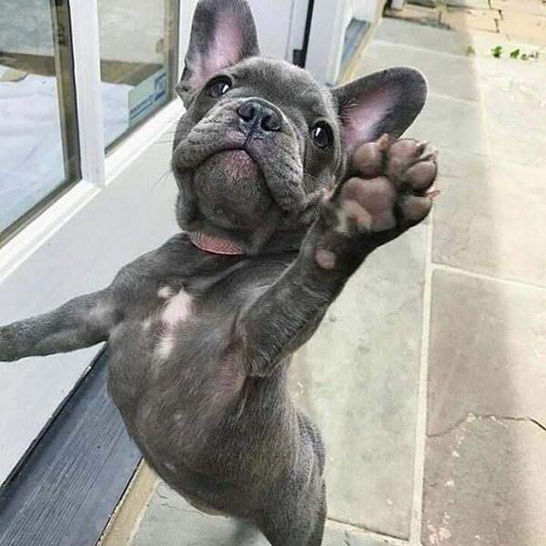 The French Bulldog Dog Temperament Frenchbulldogpics