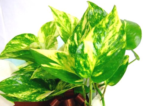 すみませ ん 枯れない観葉植物ってありますか 室内で育てやすいのがいいんです ほんとに 観葉植物 室内 植物 ガーデニング すみませ ん 枯れない観葉植物ってありますか 室内で育てやすいのがいいんです ほんとに 観葉植物 室内 植物 ガーデニング