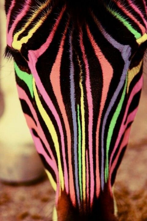 Neon Zebra Zebra Inspiration Animals