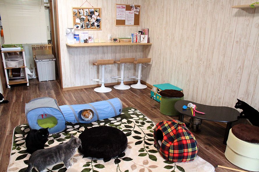 捨て猫に暖かい新しい環境を提供する 保護猫カフェかぎしっぽ はただの猫カフェじゃない 猫 カフェ カフェ 暖かい 捨て猫に暖かい新しい環境を提供する 保護猫カフェかぎしっぽ はただの猫カフェじゃない 猫 カフェ カフェ 暖かい