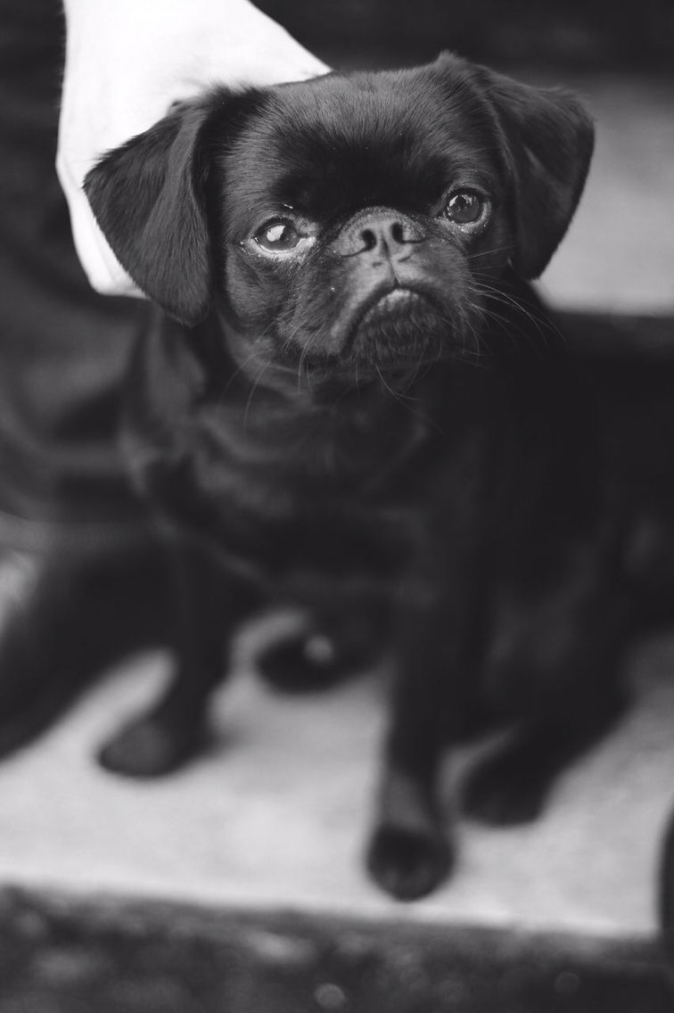 My Petit Brabancon Named Micke Kalvik Check Out Our Instagram
