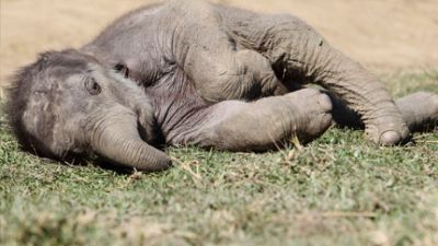 Baby Elephant In China Cries For 5 Hours After Being Stomped By