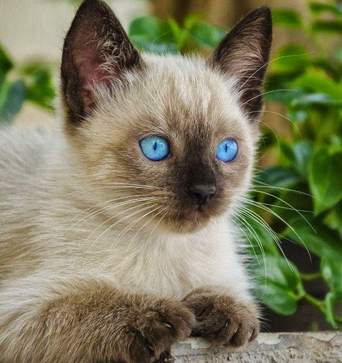 Pin On Cat S Especially The Tonkinese