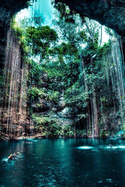 The Rainforest Places To Travel Places To Visit Nature