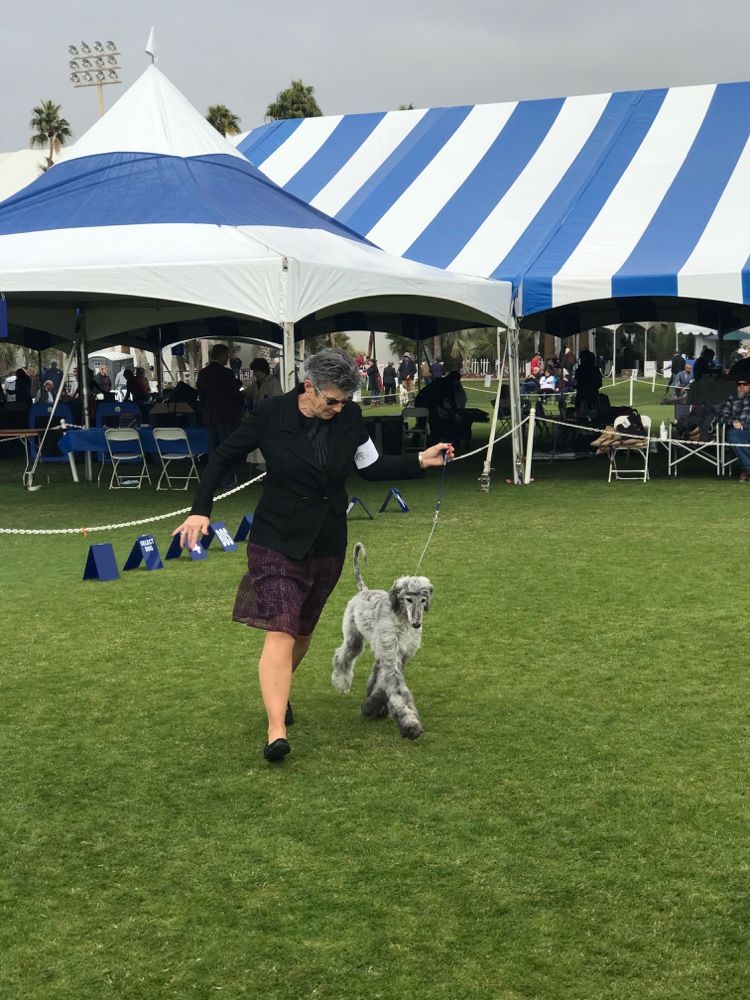 Afghan Hound Puppy In The Ring At The Akc All Breed Show Palm