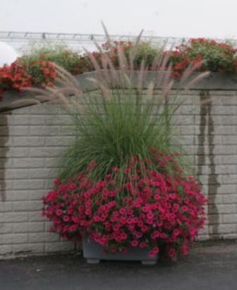 High Impact Sun Container Recipe flower containers High Impact Sun Container Recipe · Full Sun Container PlantsGarden