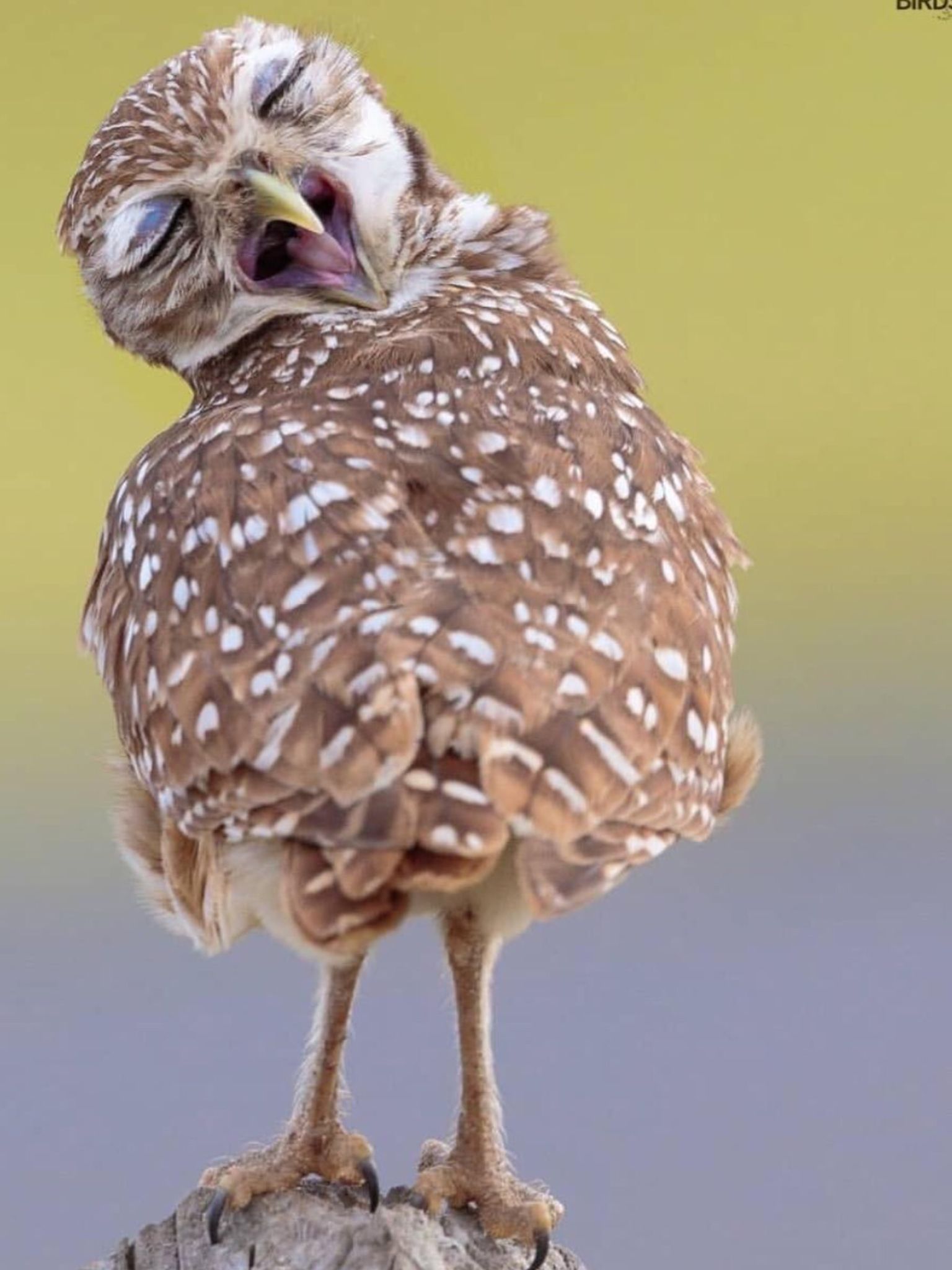 Pin By Jacklin Sanford On Birds Burrowing Owl