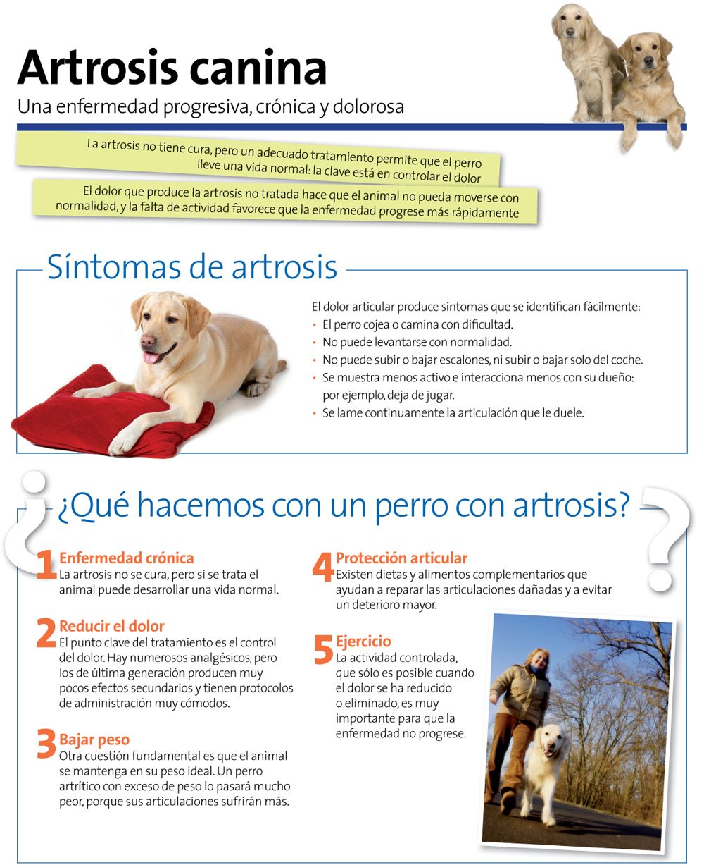 Pin Em Comunicación Veterinaria