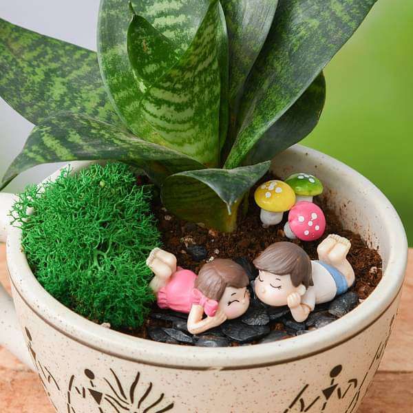 Sansevieria Plant, Sansevieria Trifasciata, Ceramic Pot, Ceramic Planters, Garden Toys, Diy Garden, Garden Online, Preserved Moss, Root Growth