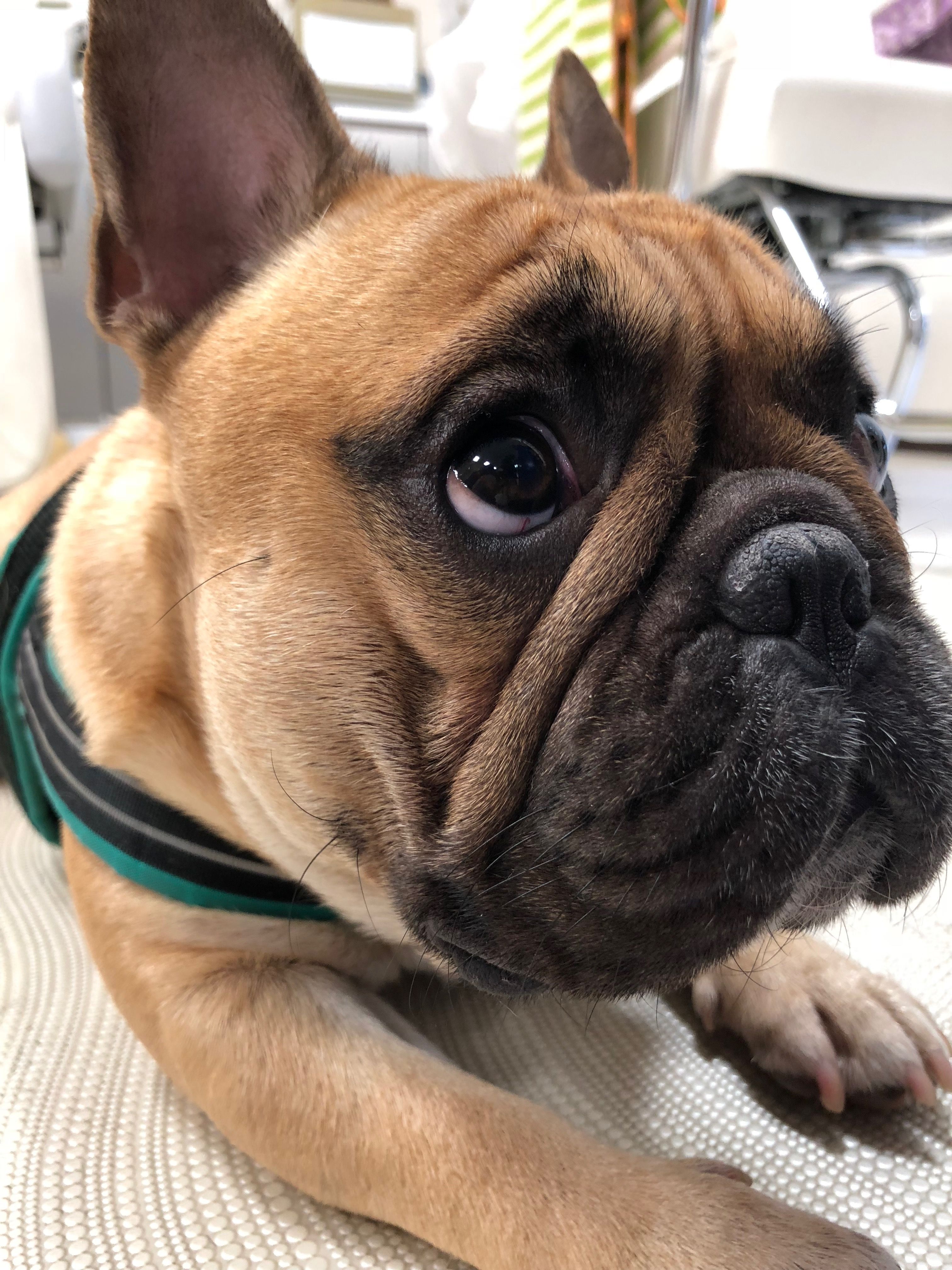 Theerak The French Bulldog Puppies And Kitties French