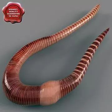 Earthworms, Invertebrates, 3d Max, Creative Photos, Photo Craft, Model, Booth, Discover, Animals