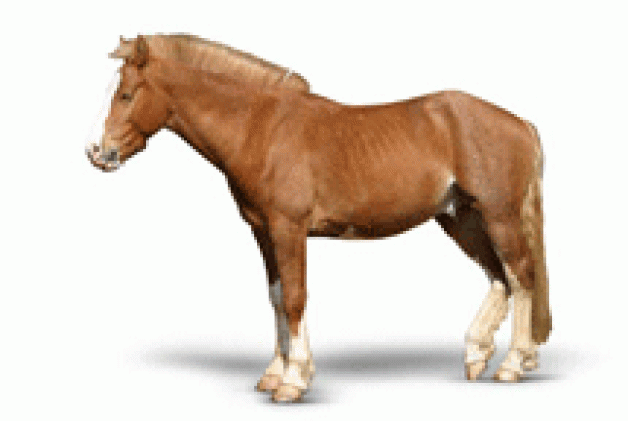 apple cider vinegar uses for the horse #pethealth #pet #health #cider #vinegar #applecidervinegarbenefits