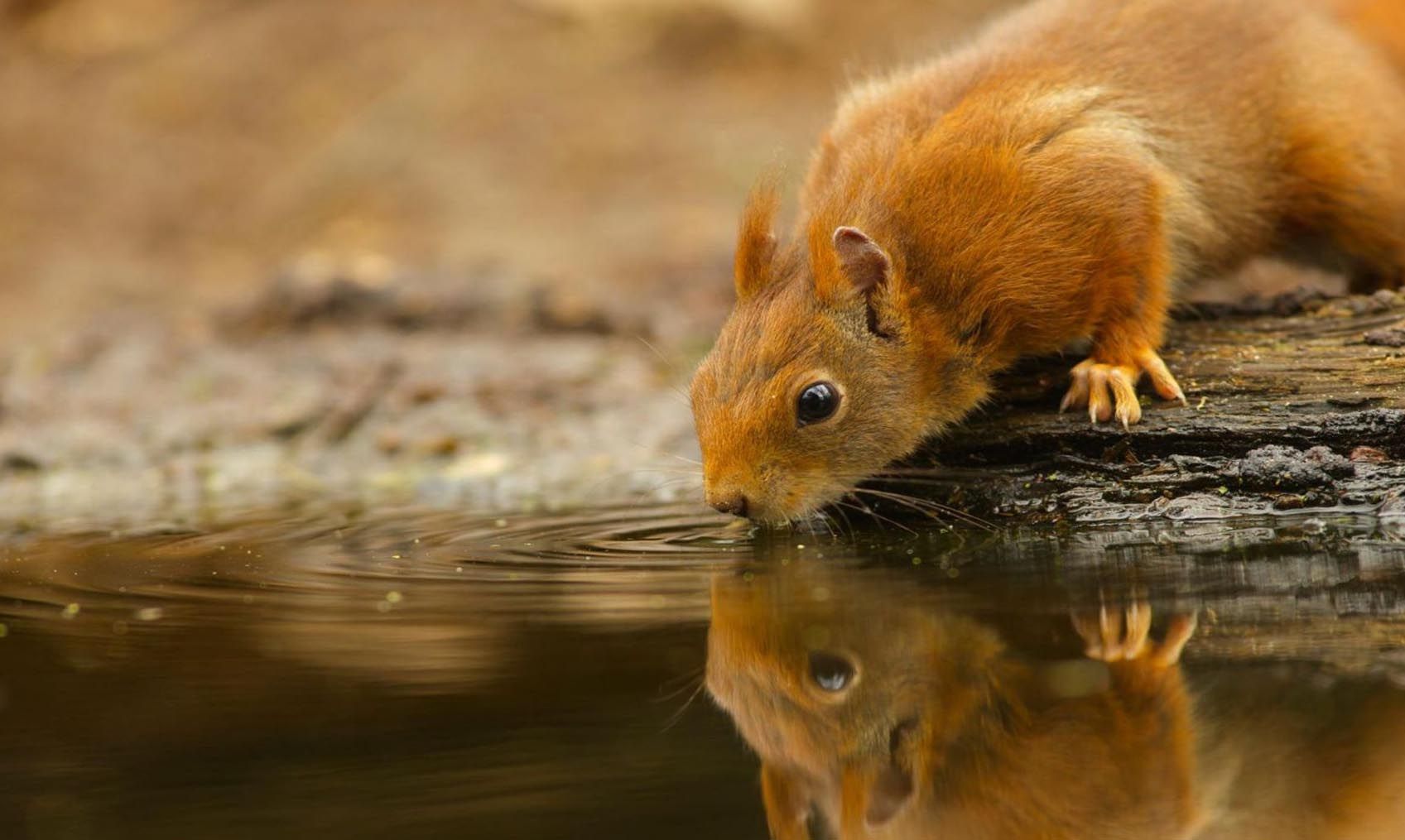 Animated Animals Wallpapers For Desktop 14 G Beautiful Animals Cute Animals Cute Animal Backgrounds Desktop Ba Cute Animals Animated Animals Cute Cats And Dogs