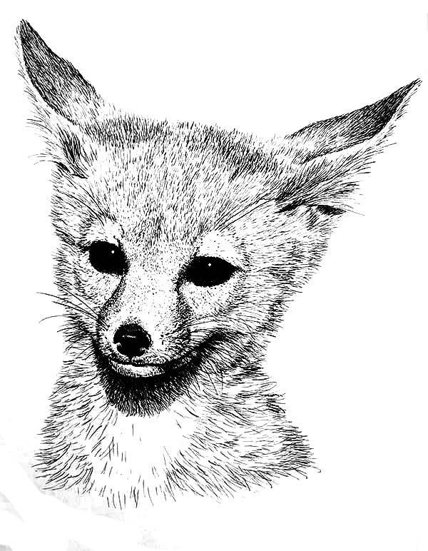 pin on cute coloring pages on baby fox coloring pages id=12797