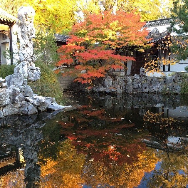 #NYHISTORYMONTH New York Chinese Scholar’s Garden at Snug Harbor Cultural Center and Botanical Garden. Like, comment on, or re-pin this photo for a chance to win a Landmarks Conservancy Walking Tour Book and a 7-Day MTA Metro Card. @iloveny New York Landmarks, Snug Harbor, Cultural Center, Walking Tour, Guide Book, Scholar, Botanical Gardens, Metro, Win