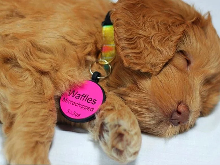 silidog pet tags silidog pet tags