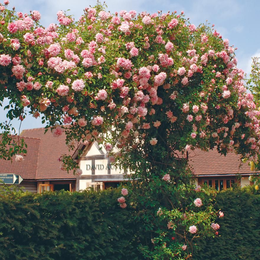 Kletterrosen Jetzt Geht S Hoch Hinaus Kletterrosen Kletterrose Tipps Fur Organischen Gartenbau