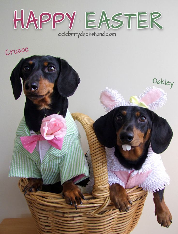 Easter Bunny Wieners Crusoe The Celebrity Dachshund Weenie Dogs