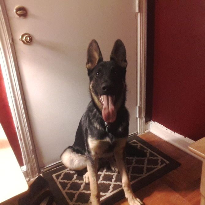 Train A Guard Dog Guard Dog Training Dog Training Easiest Dogs