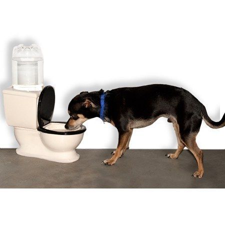 Toilet Dog Bowl Dog Water Bowls Dogs Pets