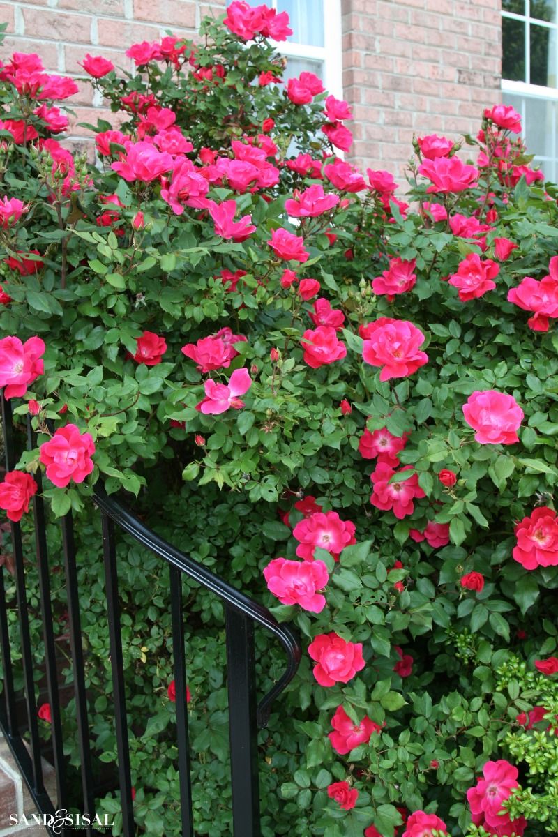 How To Trim Knockout Roses Pruning Roses Trim Rose Bushes Rose Care