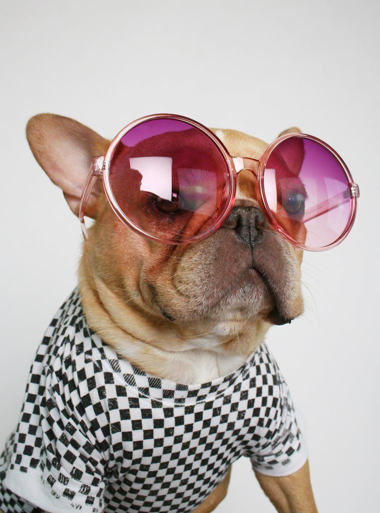 The Jackie Sunglasses Bulldog Puppies Cute French Bulldog Cute