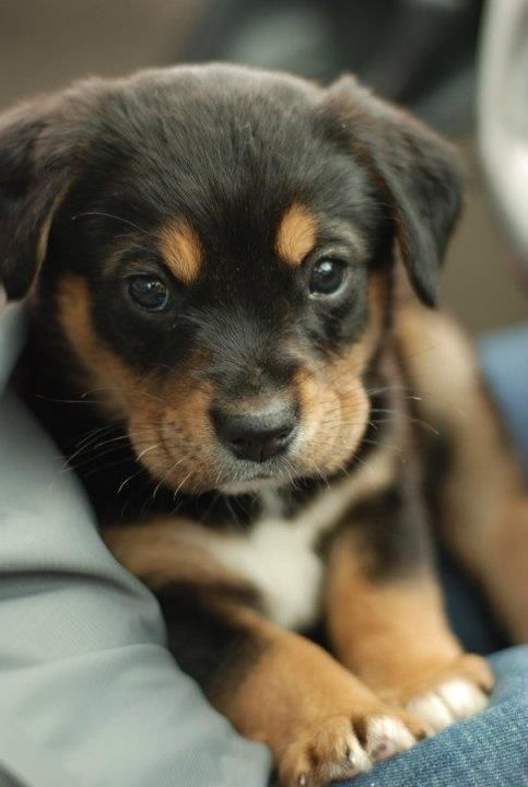 Can T Wait To Have My Own Little Rottweiler Things I Enjoy