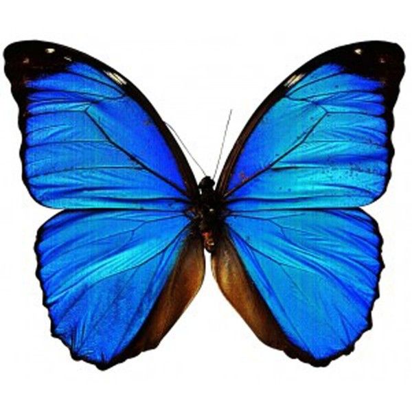 blue butterfly tattoos