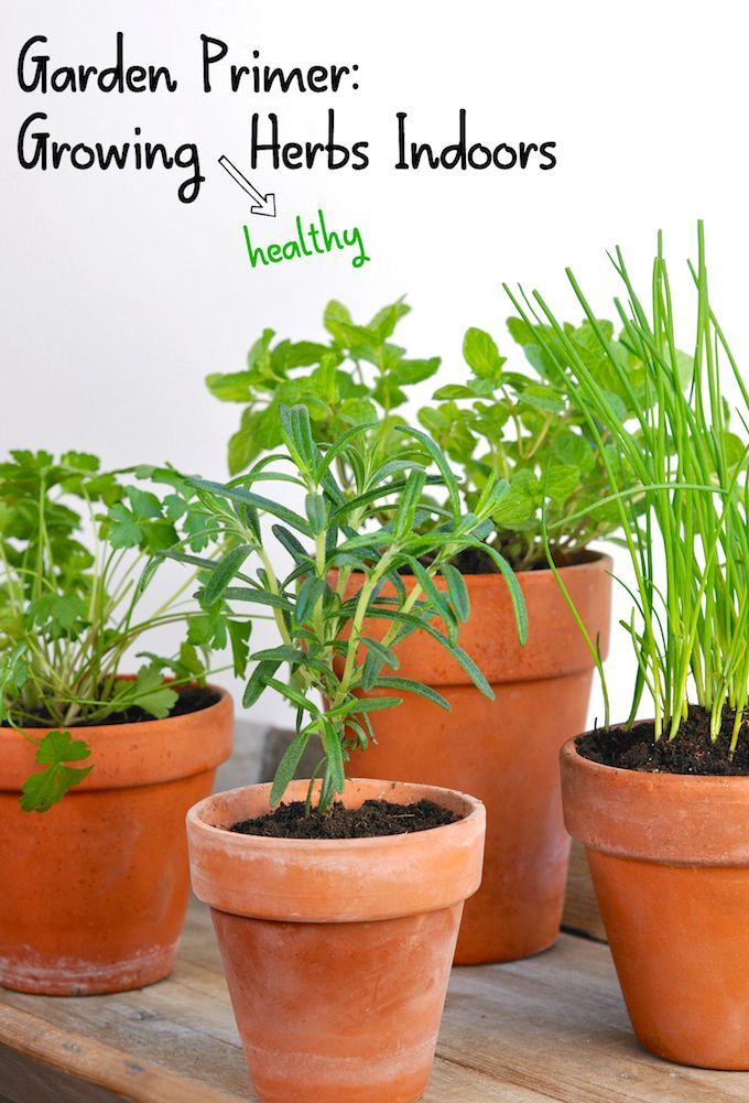 The Secret To Growing Herbs Indoors Is Simple Ample Sunlight