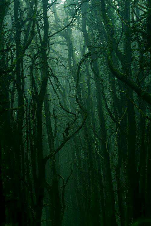 FONDOS DE PANTALLA IMÁGENES Hey aquí podrás encontrar todo tipo de … #detodo # De Todo # amreading # books # wattpad Draco Malfoy Aesthetic, Slytherin Aesthetic, Dark Green Aesthetic, Aesthetic Colors, Dark Vintage Aesthetic, Dark Nature Aesthetic, Green Aesthetic Tumblr, Aesthetic Light, Slytherin House