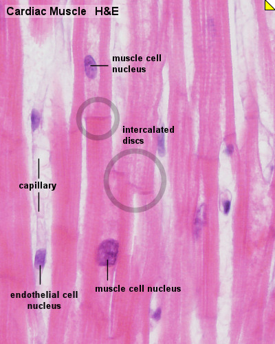 Cardiac Muscle Histology - Embryology | Cardiac, Cardiac muscle cell