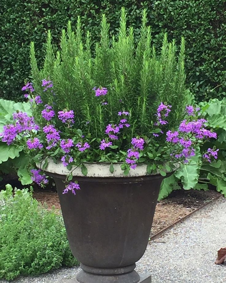 Rosemary and Verbena, happy together at the kitchen garden at the - maceteros para jardin Rosemary and Verbena, happy together at the kitchen garden at the - maceteros para jardin