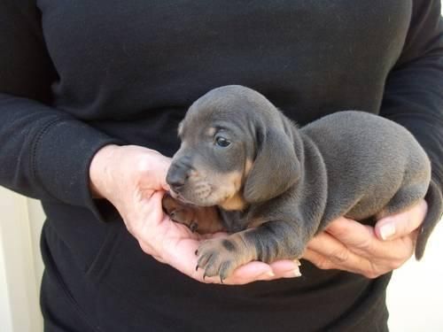 Blue Dachshund Pup Animal Dachshund Puppies Baby Animals