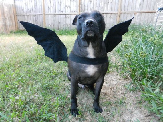 Now On Sale Bat Wings Dog Halloween Costume Custom Made Dog