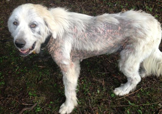 For Dogs Dogs Dogs Ears Infection Dog Ringworm