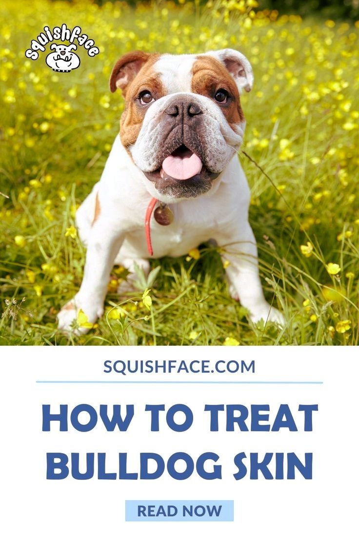 Is your Bulldog's skin prone to issues? It's sensitive and bulldogs tend to have allergies, so we have some great tips for your dog grooming routine that cater to these issues and will help keep them healthy and comfortable. We also have paw care tips so you're covered from head to toes, literally. We make bulldog wrinkle care, dog skin care and paw care easy right here in this short blog post. Read now at Squishface.com | English bulldog care Dog Paw Care, Dog Skin Care, Puppy Care, Wrinkle Dogs, Wrinkle Care, Dog Health Tips, Dog Health Care, Itchy Dog Remedies, Itchy Dog Skin