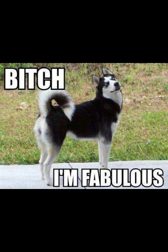 Yes you are. siberianhusky Husky funny, Siberian husky, Funny animals Yes you are. siberianhusky Husky funny, Siberian husky, Funny animals