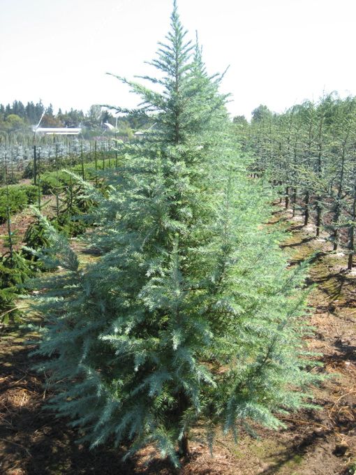 Deodara Bushs Electra - Bright blue and small, this tree was first found at...