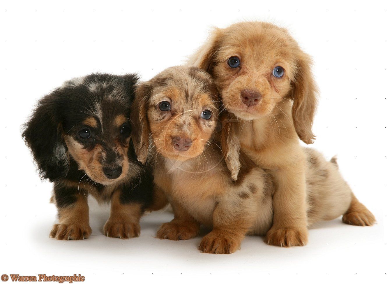 Diamond Dachshunds Breeder Of True To Size Miniature Dachshund
