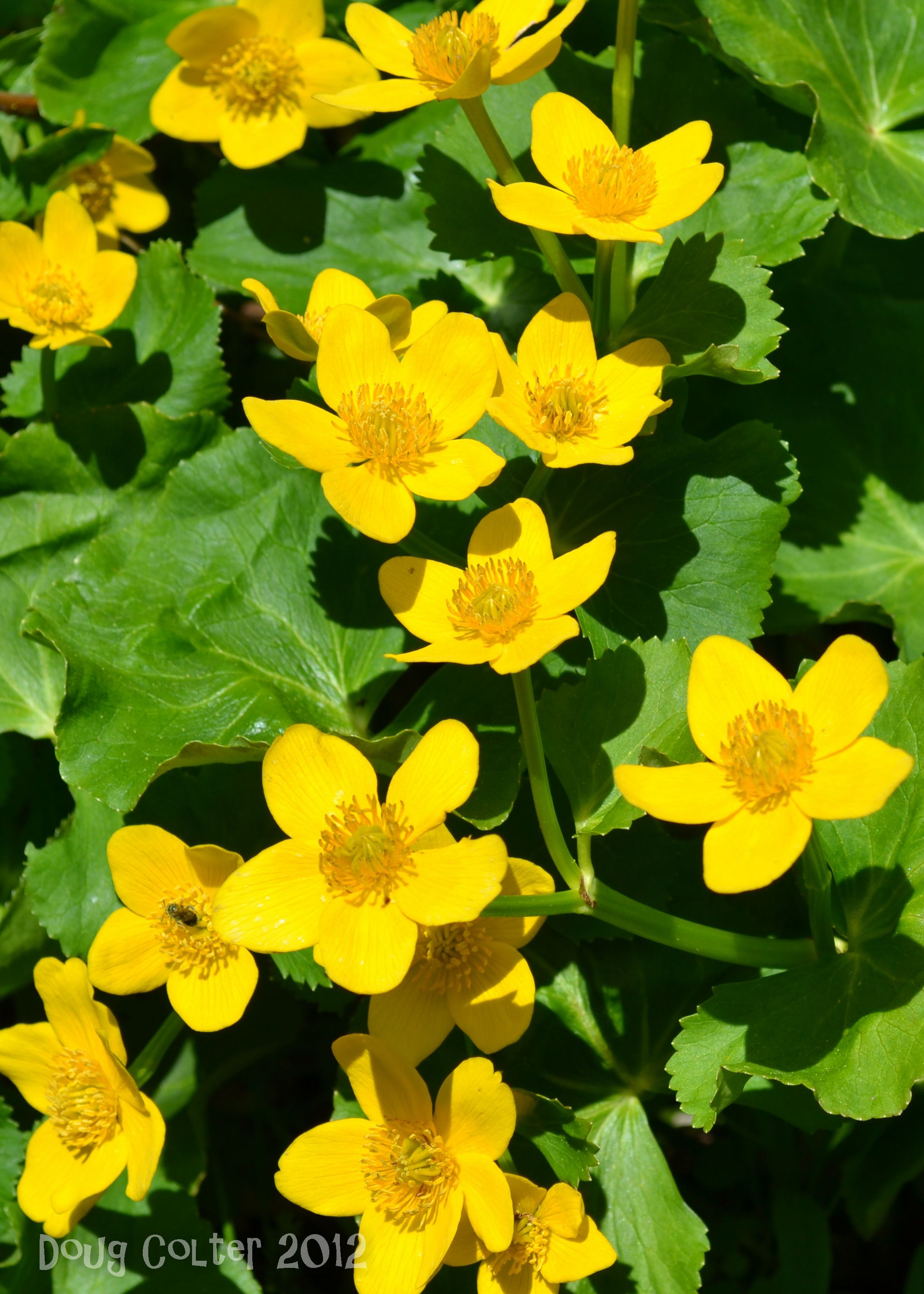 marsh marigold caltha palustris family buttercup habitat wet flower size by height