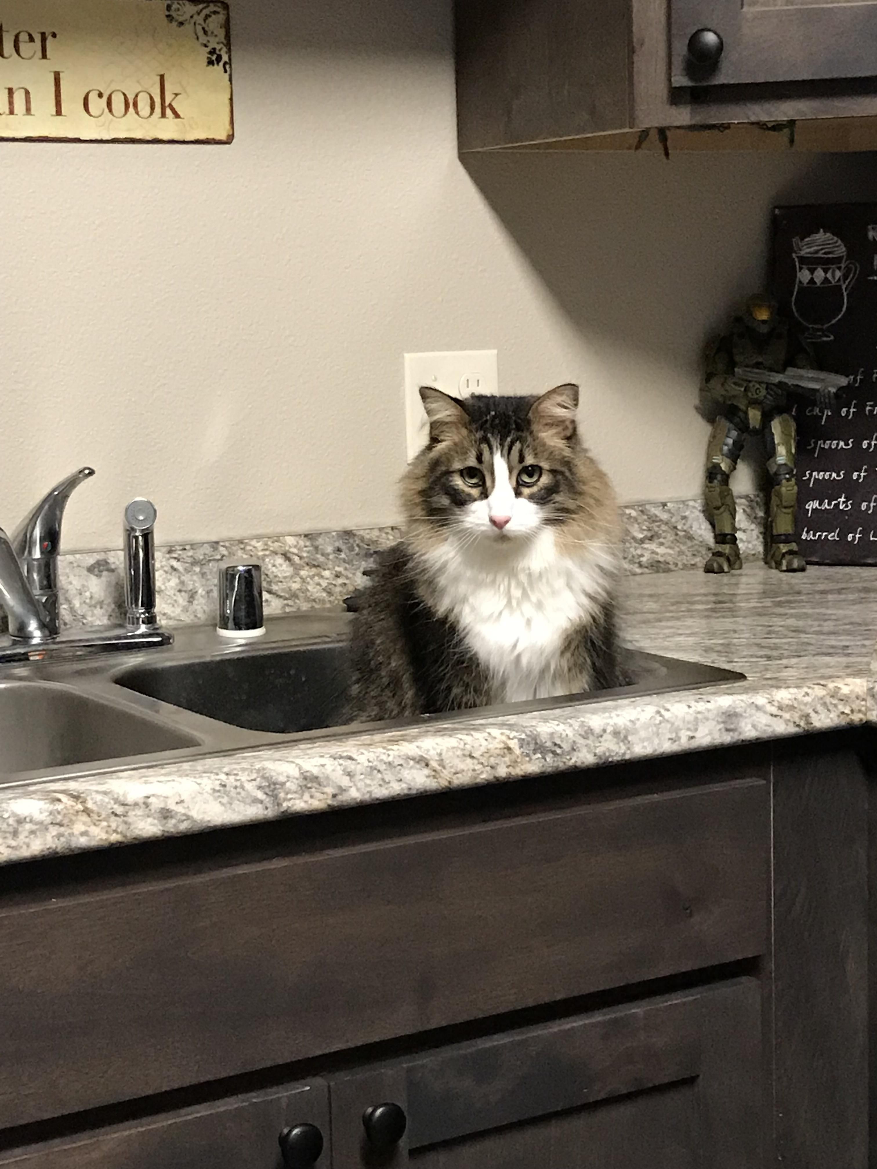 What do you mean I cant take a bath in the sink mom!?! Cat jokes, Cat