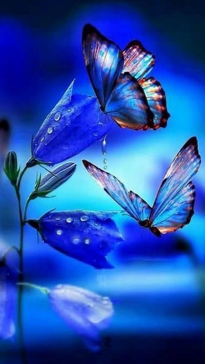 (10) Cather!ne☘さん (@GatherCAST) / Twitter Blue Butterfly Wallpaper, Butterfly Photos, Butterfly Art, Orange Butterfly, Photo Papillon, Images Disney, Beautiful Nature Wallpaper, Pretty Wallpapers, Beautiful Butterflies