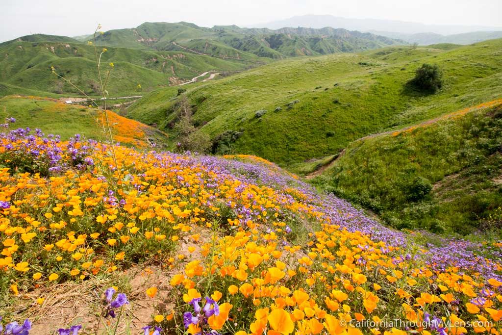 Where to See Wildflowers in Chino Hills State Park - California Through My Lens Yellowstone National Park, National Parks, Chino Hills State Park, Places Around The World, Around The Worlds, San Diego, Cades Cove Tennessee, Alaska Travel, Alaska Cruise