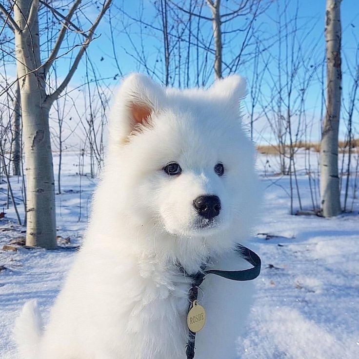 ωe αll нαve Secяeтs Badassqueen107 Perros Husky Bebes Perros Cachorros Perros Bonitos